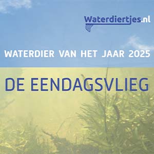 Het jaar van de eendagsvlieg