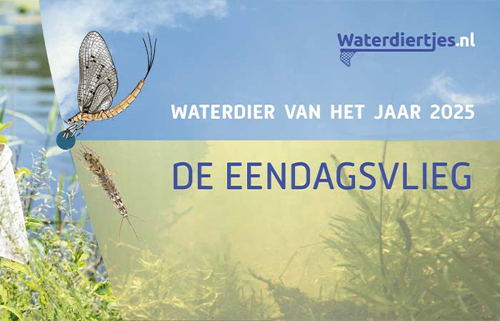 Het jaar van de eendagsvlieg