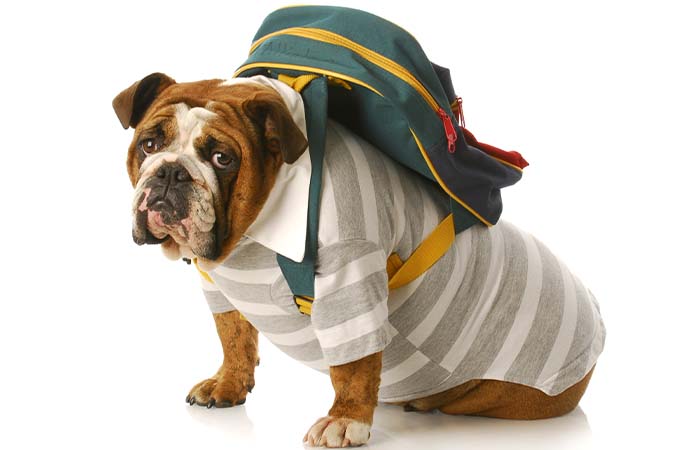 Gratis lespakket Minder hondenbeten voor basisonderwijs