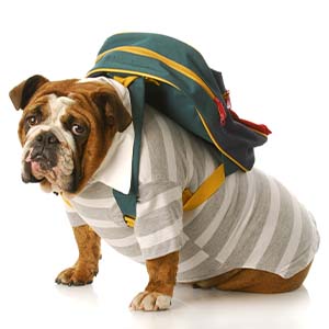 Een hondenbaan?! Inzet honden in het basisonderwijs