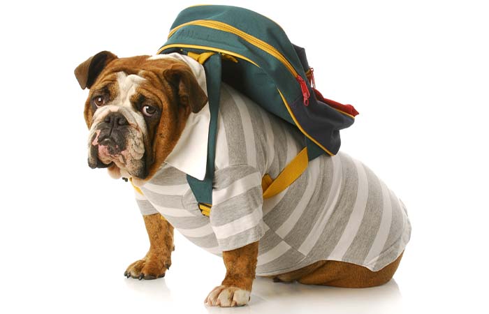 Een hondenbaan?! Inzet honden in het basisonderwijs