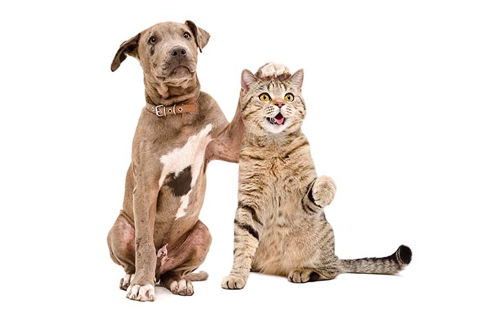 Lespakket Houden van huisdieren gratis voor dierendag