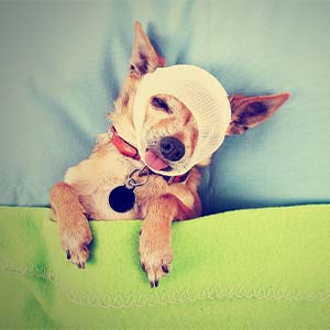 Omscholen naar paraveterinair