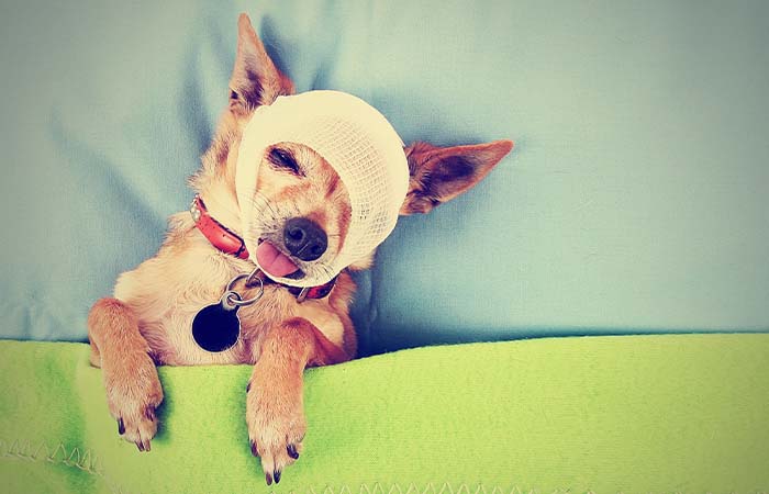 Omscholen naar paraveterinair