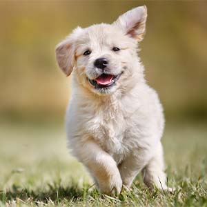 Tips die je moet weten over de bescherming van je hond Tips die je moet weten over de bescherming van je hond
